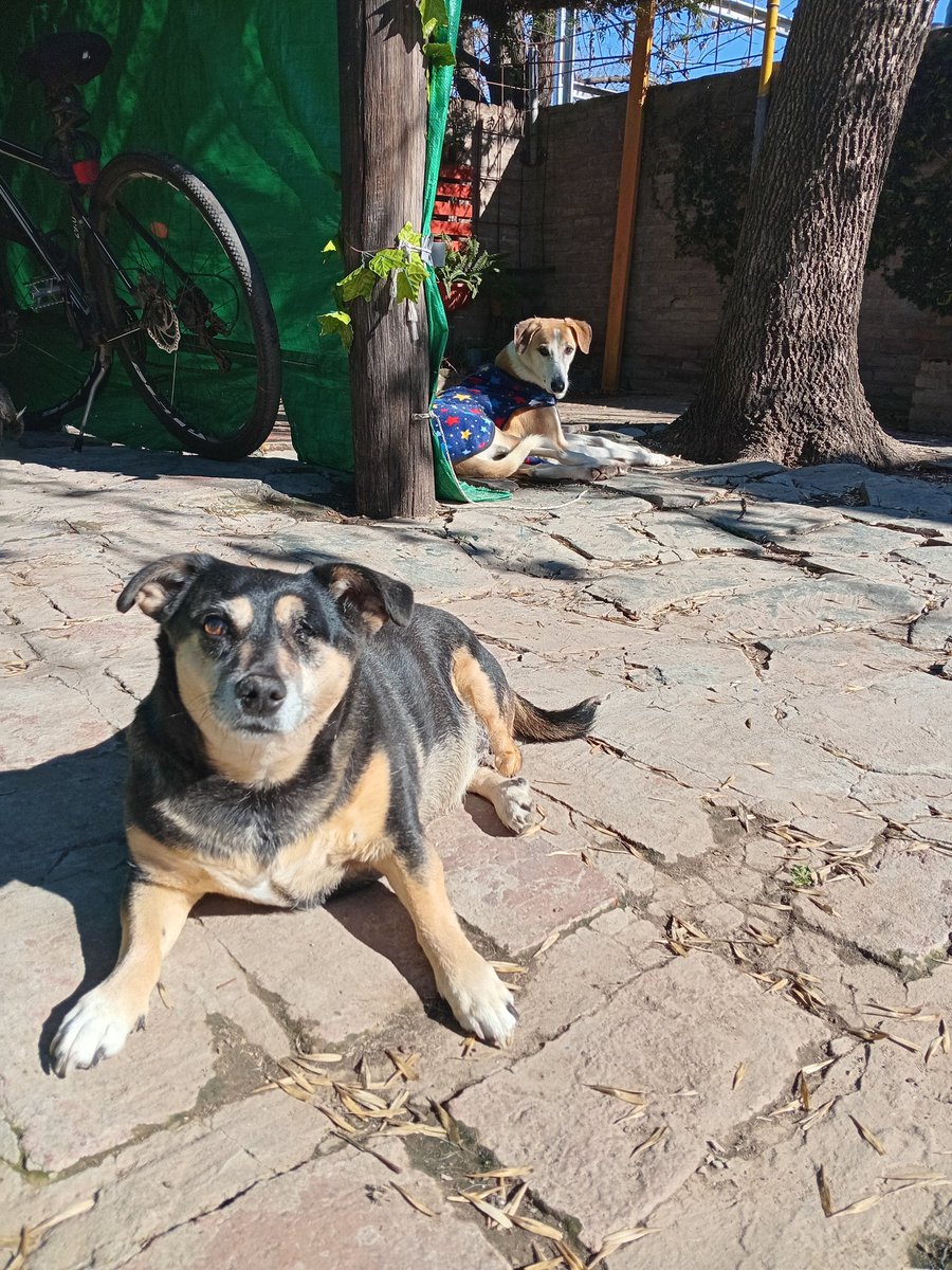 shirleygranau_'s tweet photo. Buenas! Por acá pidiendo una ayudita para el balanceado de los chicos 🙏 son 12 amigos de Gaspy q necesitan comer a diario🙏🙏 @aaguvolpato @ClaudiaMuschit1  @labrujavolando 
Mi alias Shirleygranaump 
Gracias gracias gracias https://t.co/4MQ0aHGrgW