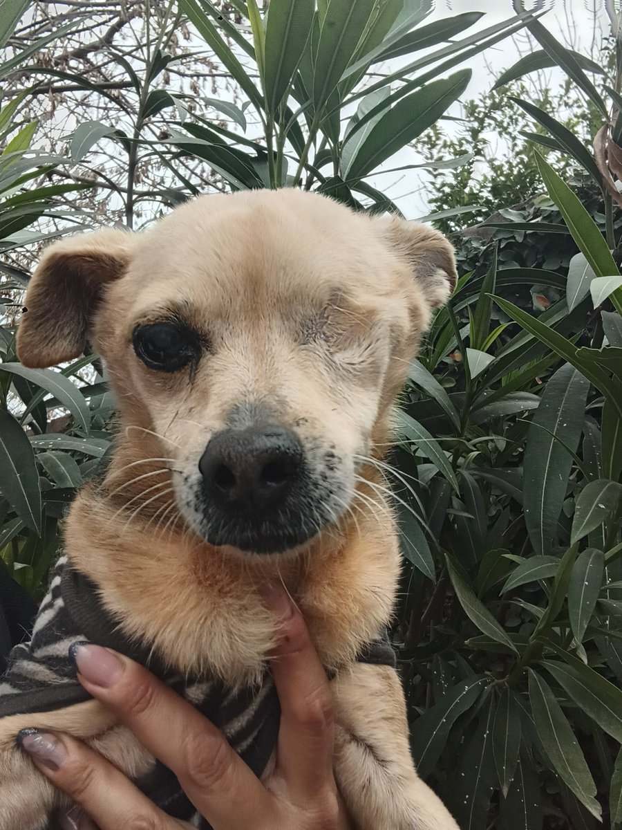 shirleygranau_'s tweet photo. Buenas! Por acá pidiendo una ayudita para el balanceado de los chicos 🙏 son 12 amigos de Gaspy q necesitan comer a diario🙏🙏 @aaguvolpato @ClaudiaMuschit1  @labrujavolando 
Mi alias Shirleygranaump 
Gracias gracias gracias https://t.co/4MQ0aHGrgW