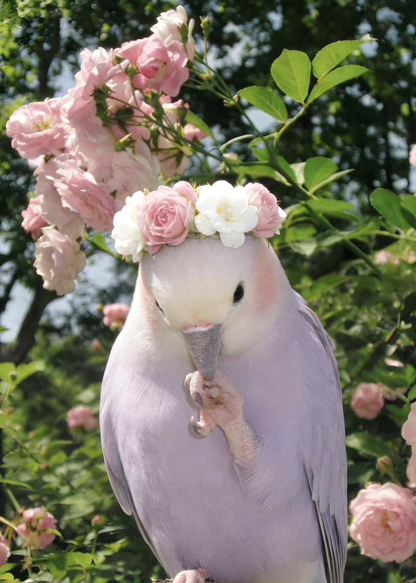 lunecrumbss's tweet photo. the prettiest bird https://t.co/ggDwTOZUiu