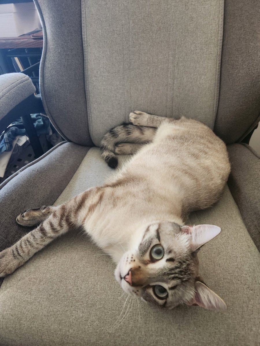 WalterBestBoy's tweet photo. in the work chair and i can tell you his ass is NOT working https://t.co/IbeFBak6to