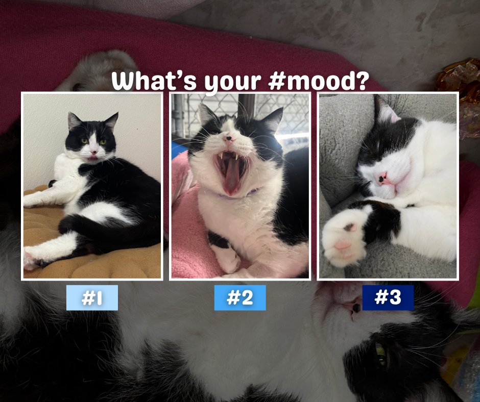 BlindCatRescue's tweet photo. What's your Bennington mood today? Personally, we're #2. 😹💙🐾 https://t.co/sjElnPs6qj