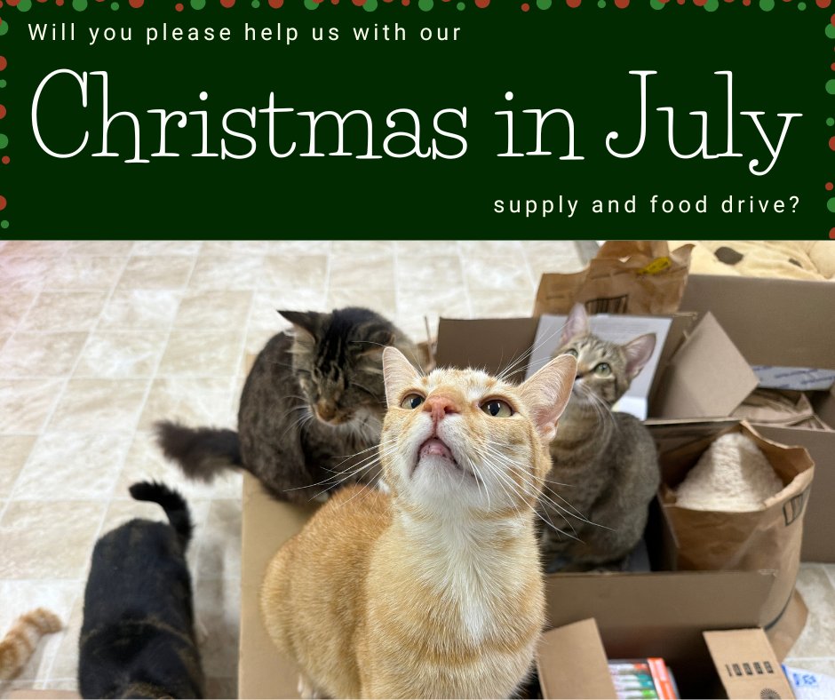 BlindCatRescue's tweet photo. 🎄☀️ Christmas in July☀️🎄

Will you please help make their July merry & bright by donating the gift of food from one of our wishlists?  🐾💙

🔗Here are our wish lists:
Amazon: https://t.co/Ou6tw4E1ZS
Chewy: https://t.co/JcrJLaYrsm
Walmart: https://t.co/FnltMyzo06 
Target: https://t.co/IdHYUcMjyK

Thank you so much for all that you do! 😻