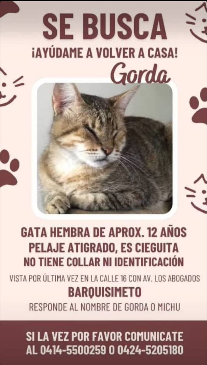 Hospedajeanimal's tweet photo. SE BUSCA, AYÚDAME A VOLVER A CASA, GATA HEMBRA DE APROX. 12 AÑOS, PELAJE ATIGRADO, ES CIEGUITA, NO TIENE COLLAR NI IDENTIFICACIÓN, VISTA POR ÚLTIMA VEZ EN LA CALLE 16 CON AV. LOS ABOGADOS, BARQUISIMETO, RESPONDE AL NOMBRE DE GORDA O MICHU, CONTACTO: 04145500259. https://t.co/BpBuNgALl8