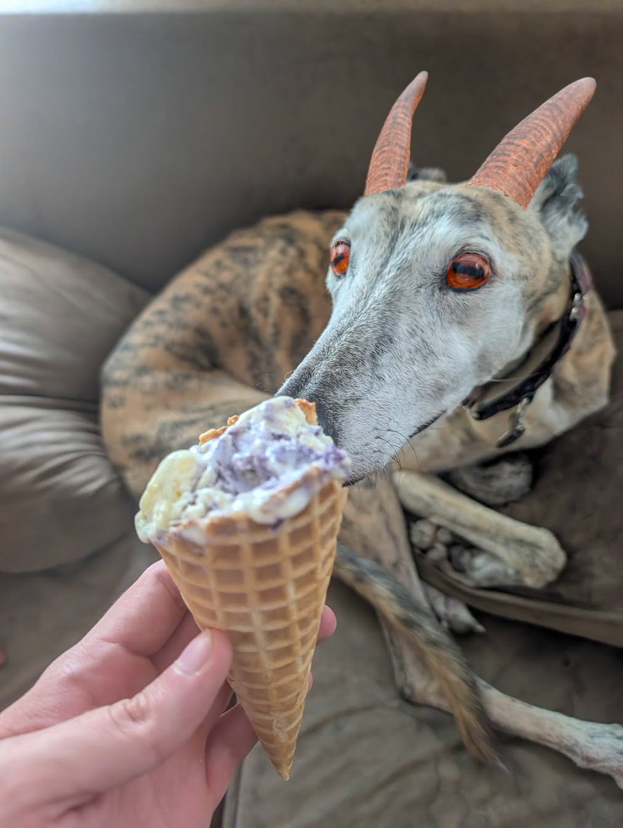 somethings_awry's tweet photo. Blueberry basil goat cheese ice cream https://t.co/USDK4iMRp1