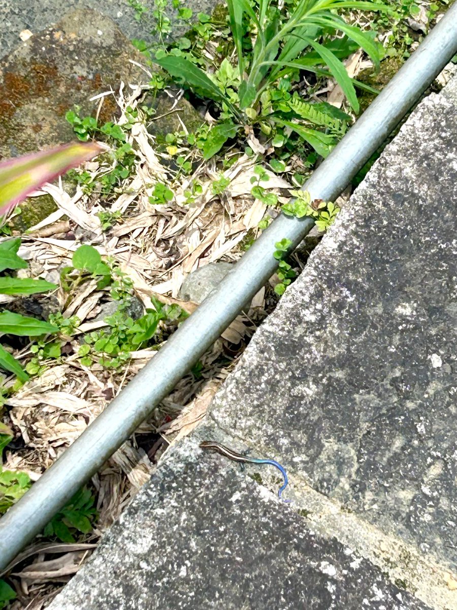 Hikar1iDays's tweet photo. 台北の虎山歩道で、のんびり散歩しながらリラックス https://t.co/1KEJi314fI