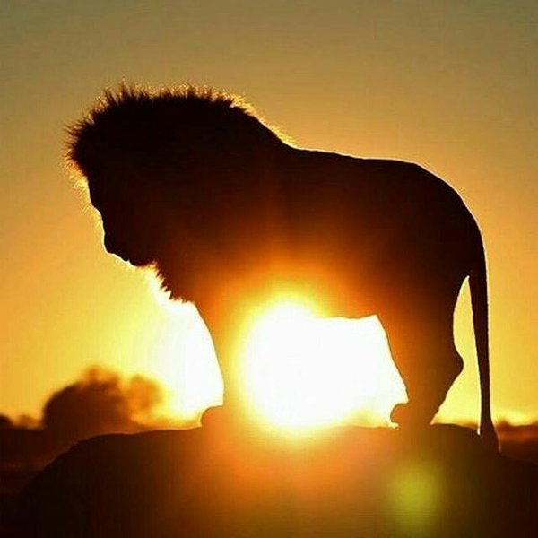 Hierofantis's tweet photo. #Eclipse total solar

#ObservacionesAstrologicas

El 12 de agosto tendremos un #EclipseTotal Solar en #Leo.

Para más información: https://t.co/eyaDr3MGpO

#astrology  #astrologia https://t.co/qWGFP0ynkF