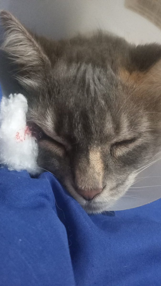 DiogoJesu73695's tweet photo. https://t.co/U6UM3frsff
Olá pessoal, meu nome é Diogo Gregório, sou o tutor da Nina uma gatinha linda que foi abandonada ainda quando era filhote. Sempre gostei de animais e sempre vou fazer de tudo para dar o melhor dentro das minhas condições. Hoje tenho duas gatinhas a Nina e a Branquinha, ambas são novas a Nina é um pouquinho mais velha que a Branquinha. Recentemente apareceu uma mancha vermelha no canto do olho direito da Nina e virou um nódulo, levei na veterinária e fizeram vários exames e marquei uma consulta com o oftalmologista e a Nina passou por uma cirurgia para a retirada do nódulo. Fizeram um exame de histopatologia para a biópsia do nódulo e no fragmento foi apresentando NEOPLASIA MALIGNA. E infelizmente constatou HEMANGIOSSARCOMA CONJUNTIVAL (CÂNCER). O tratamento inicial foi a cirurgia para retirar o nódulo mais os exames que ficaram num total de R$1.341,00 reais mas a Nina vai precisar fazer Eletroquimioterapia (ECT) uma técnica oncológica segura e eficaz que combina a quimioterapia (geralmente bleomicina ou cisplatina) com pulsos elétricos (eletroporação) e irá passar por outra cirurgia para retirar novamente o nódulo pois ele voltou após a primeira cirurgia devido eu não ter conseguido pagar a eletroquimio pois o meu dinheiro foi todo para a cirurgia. Preciso muito de ajuda para dar uma oportunidade a Nina de viver mais. Ela é uma gata nova e tem muito para viver e alegrar nosso lar. CHAVE PIX: 6102258@vakinha.com.br