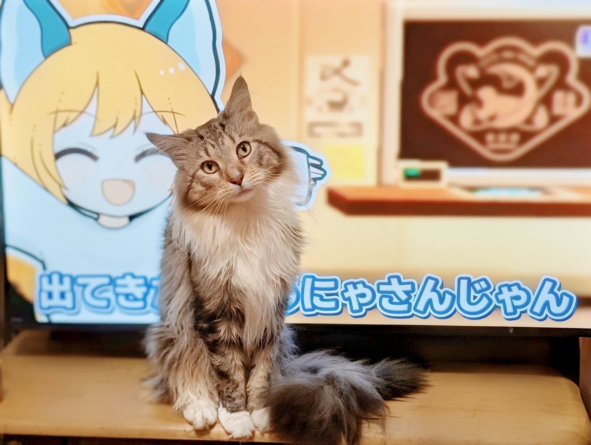 yukio_spl's tweet photo. Youtube見てる娘にどいてー！って怒られてキョトン顔のﾈｺﾁｬﾝ https://t.co/OA8AdFInLn