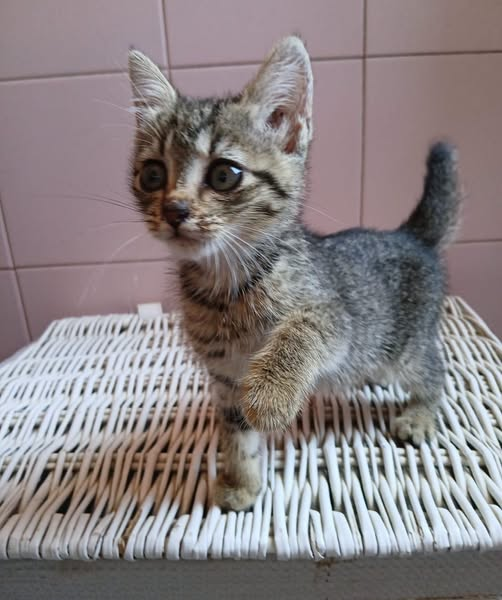 OipaTreviso's tweet photo. #8luglio #sos #adozione #gatta x #preaffido👉https://t.co/4lvFdYQ5O6 #Treviso #cercacasa #cercafamiglia #protezioneanimali #AdoptMe #catstagram #gatti #gatto #Veneto #catoftheday #help #AdoptDontShop #AnimalRescue #CatsLover #emergenza #kittens #kitten #CatsAreFamily #CatsOnX https://t.co/VdMNC9ZG3s