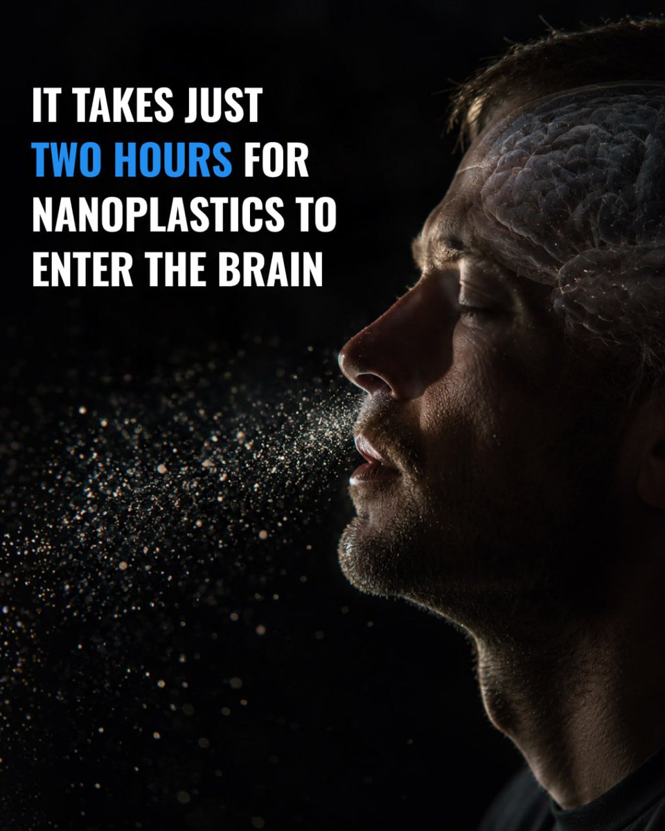 allatra_org's tweet photo. It takes just two hours for nanoplastics to enter the brain.

Plastic particles become coated with molecules that "disguise" them, allowing them to penetrate biological tissues and enter the body more easily.

In experiments, these particles were detected in the brain just two hours after oral administration.

According to studies, the average human brain contains about 7 grams of plastic.

🎥 From the popular-science film "Nanoplastic. A Threat to Life" on the Time for Truth YouTube channel.
#allatra