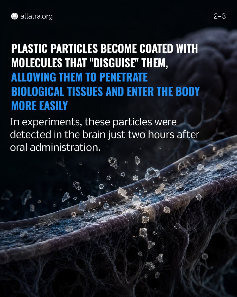 allatra_org's tweet photo. It takes just two hours for nanoplastics to enter the brain.

Plastic particles become coated with molecules that "disguise" them, allowing them to penetrate biological tissues and enter the body more easily.

In experiments, these particles were detected in the brain just two hours after oral administration.

According to studies, the average human brain contains about 7 grams of plastic.

🎥 From the popular-science film "Nanoplastic. A Threat to Life" on the Time for Truth YouTube channel.
#allatra