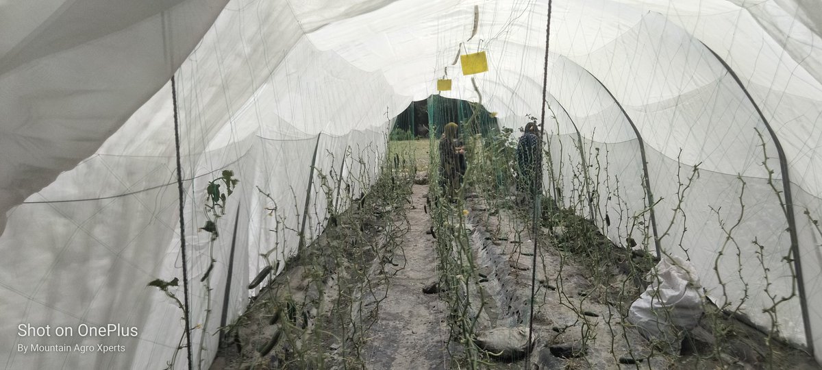 AgroXperts's tweet photo. A farmer lost all her production,,around 3000 Kg vegetable.
Mites and Aphids do not invade the field, but the farmer herself, by ignoring protective measures as given them a way to attack and destroy.
Any solution??
@SandraNabasirye 
@DefarmerAlex 
@kupal_robinson https://t.co/EEGn7j6Jwa
