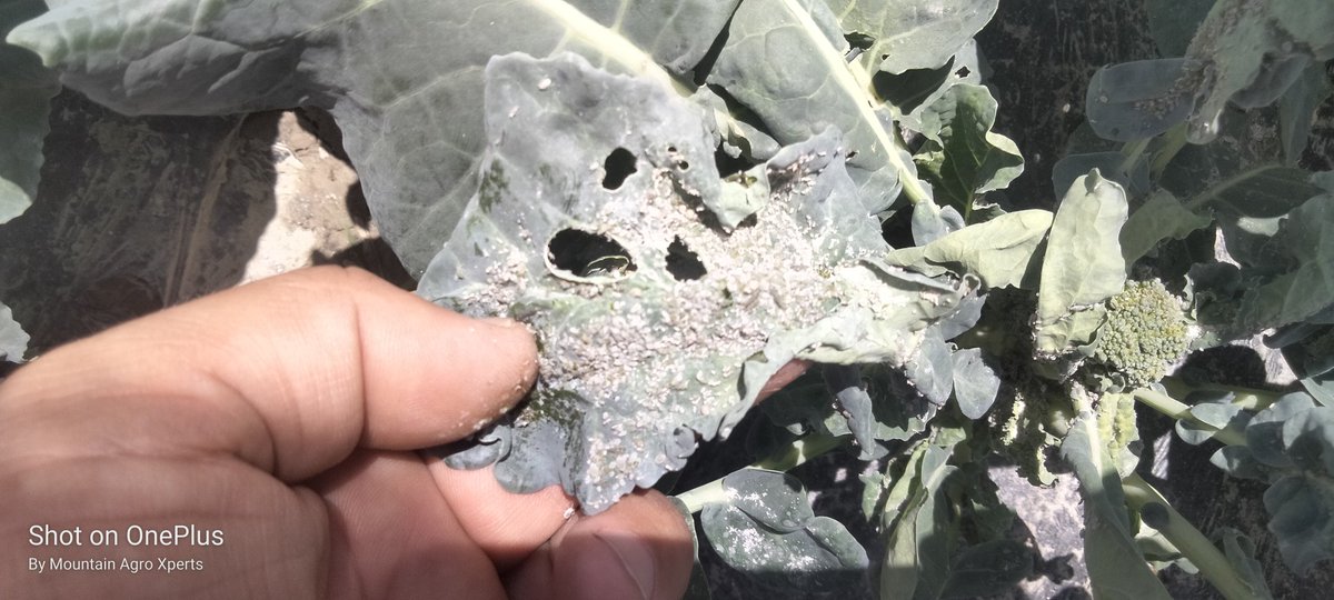 AgroXperts's tweet photo. A farmer lost all her production,,around 3000 Kg vegetable.
Mites and Aphids do not invade the field, but the farmer herself, by ignoring protective measures as given them a way to attack and destroy.
Any solution??
@SandraNabasirye 
@DefarmerAlex 
@kupal_robinson https://t.co/EEGn7j6Jwa