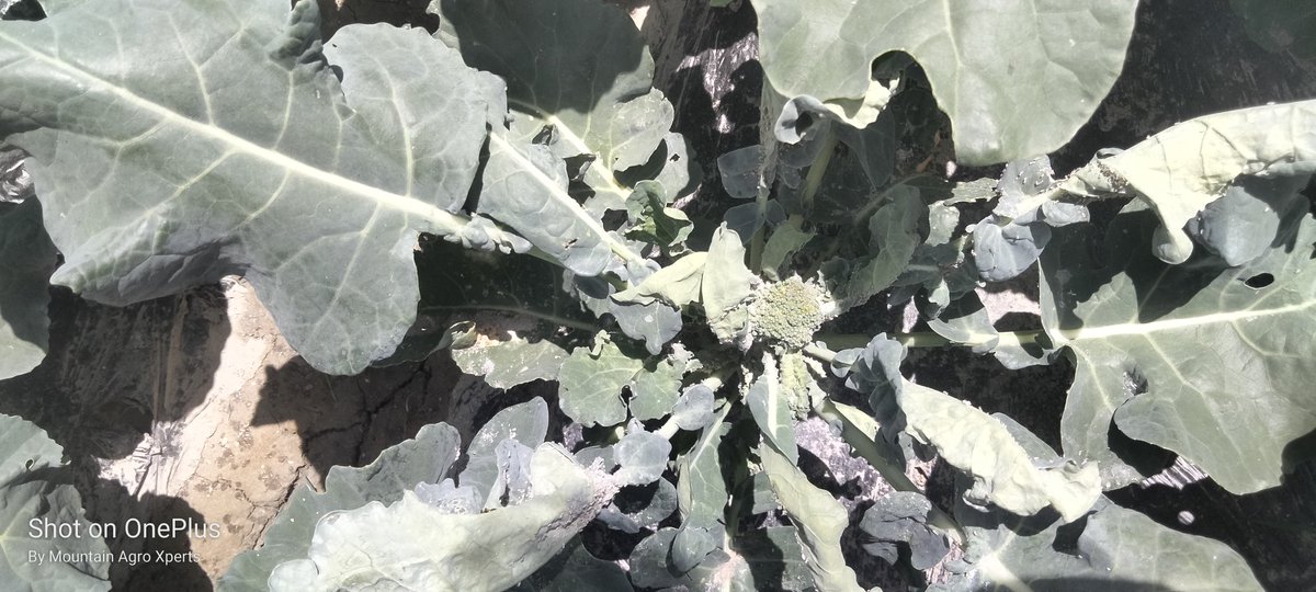 AgroXperts's tweet photo. A farmer lost all her production,,around 3000 Kg vegetable.
Mites and Aphids do not invade the field, but the farmer herself, by ignoring protective measures as given them a way to attack and destroy.
Any solution??
@SandraNabasirye 
@DefarmerAlex 
@kupal_robinson https://t.co/EEGn7j6Jwa