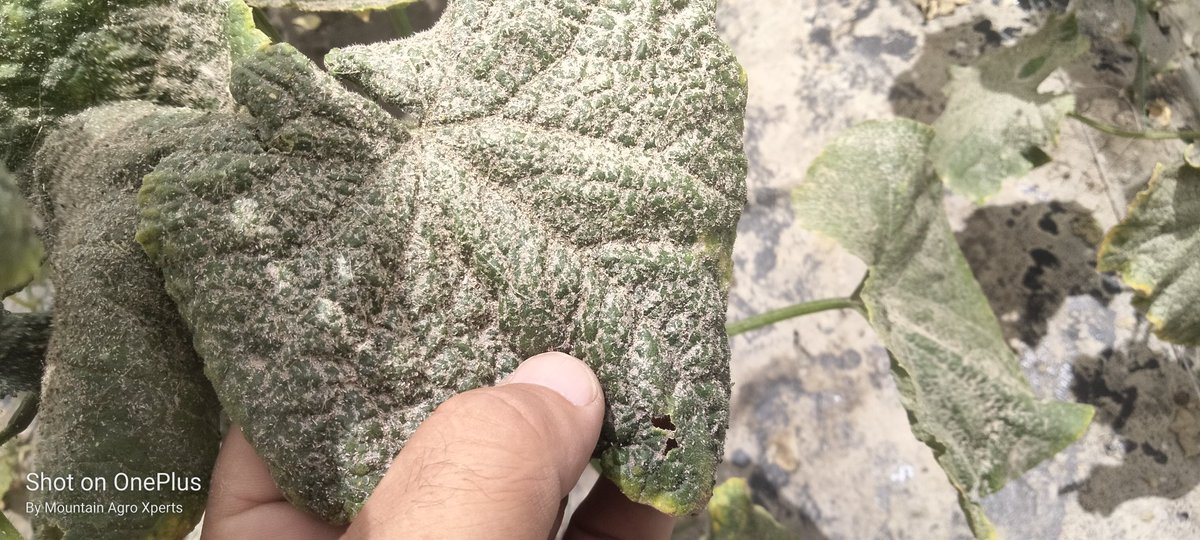 AgroXperts's tweet photo. A farmer lost all her production,,around 3000 Kg vegetable.
Mites and Aphids do not invade the field, but the farmer herself, by ignoring protective measures as given them a way to attack and destroy.
Any solution??
@SandraNabasirye 
@DefarmerAlex 
@kupal_robinson https://t.co/EEGn7j6Jwa
