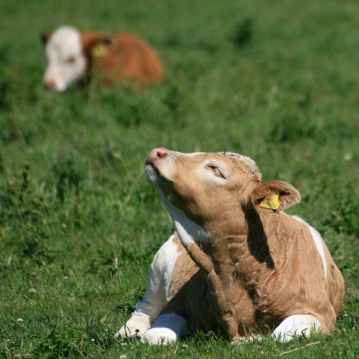 DailyCattle's tweet photo. ★ | The sun https://t.co/AlVfzoaaSv