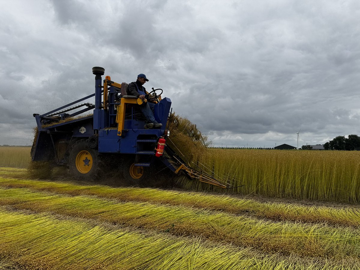 harrysfarm's tweet photo. Het vlas is vandaag getrokken en weer op de #akker neer gelegd om de komende tijd te dauwroten. Door regen, dauw en schimmels worden de vlasvezels (linnen) van de bast los geweekt. https://t.co/T44lr33vEg