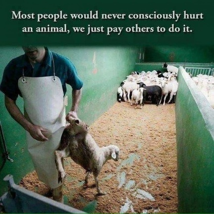 WhyNotVeganism tweet picture