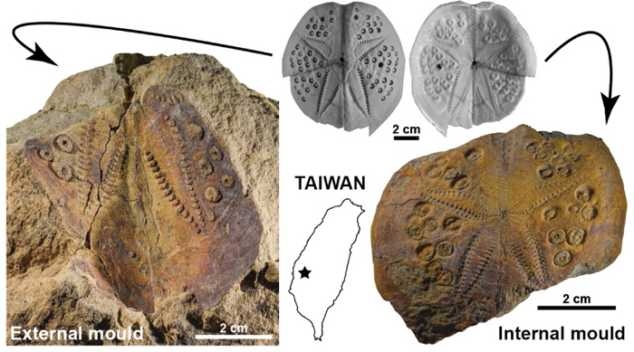 Paleont_Res's tweet photo. PR PUB. INF.
New occurrence of fossil loveniid echinoids from Taiwan with both internal and external moulds
Chia-Hsin Hsu, Jih-Pai Lin
https://t.co/6kXKuhZblV https://t.co/t33TTFwcGI
