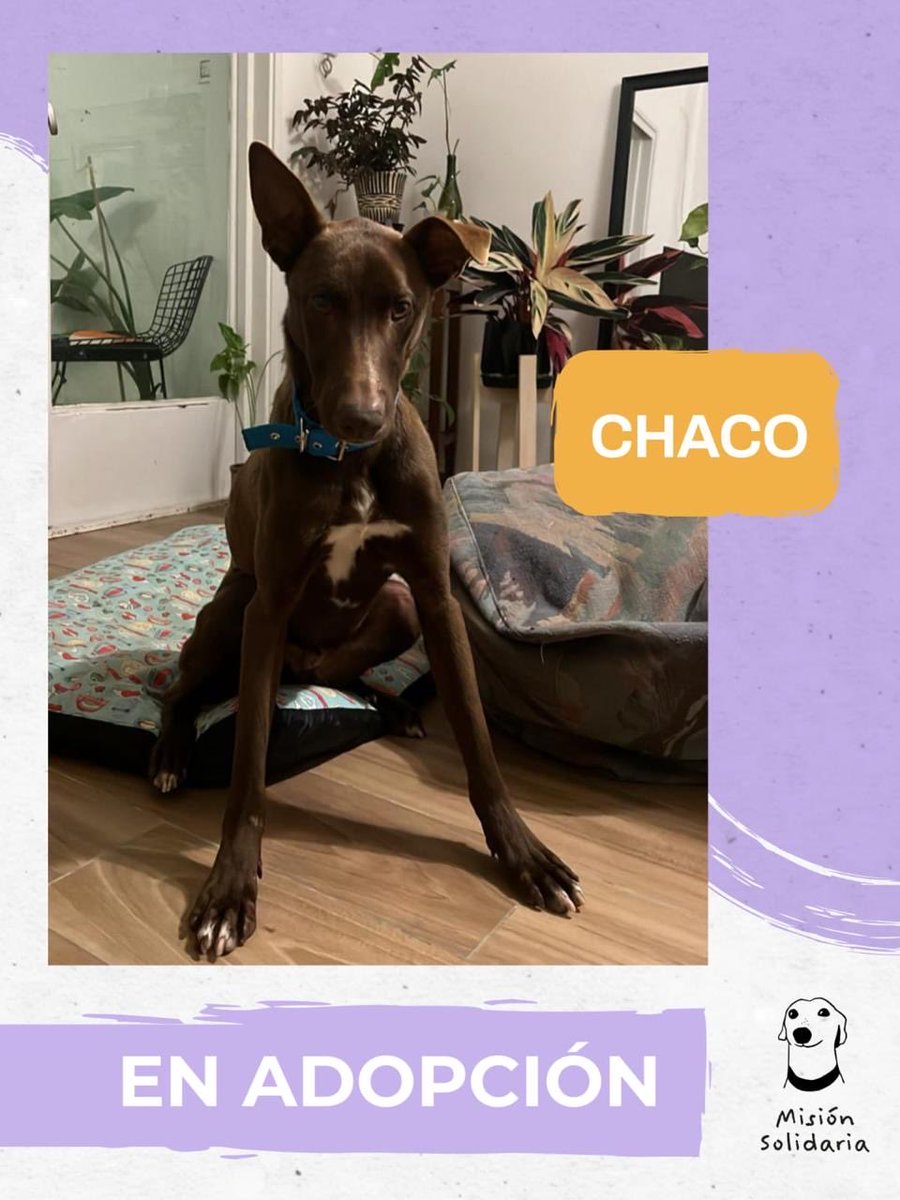 beludiada's tweet photo. Chaco tiene 1 año. Es un perrito hermosísimo de tamaño mediano que rescatamos de la perrera de pehuajo. 
Se lleva excelente con perros y gatos.
Queres adoptarlo? 
Zonas CABA y GBA
misionsolidariatwitter@gmail.com
Asunto: chaco

@lagarzasosa_ https://t.co/8SfBOjxqQx