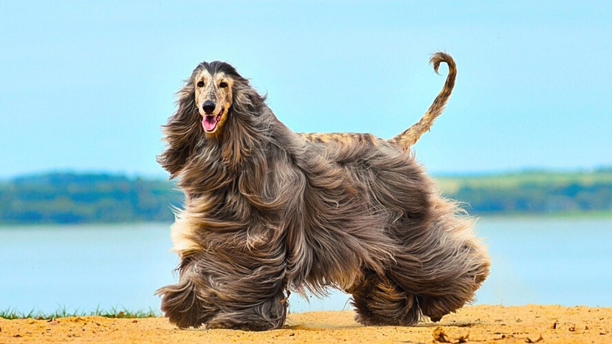 frybry14's tweet photo. Afghan Hound https://t.co/3ey3QKHgxu