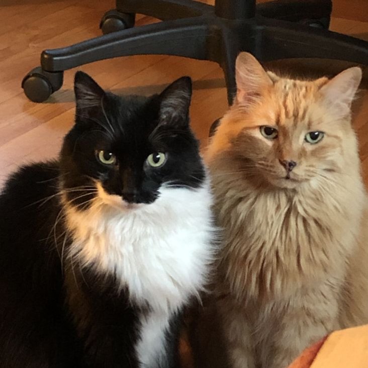 liandoit's tweet photo. 🐈‍⬛🐈 https://t.co/YiHdrf6vrc