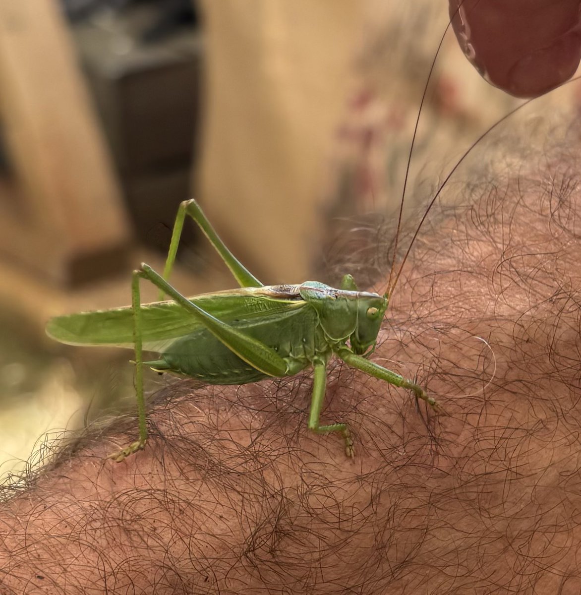 AlanEDown's tweet photo. Great green bush cricket at #rhsbadminton.
Cor! What a whopper!
#buglife https://t.co/GupuTpCOd2