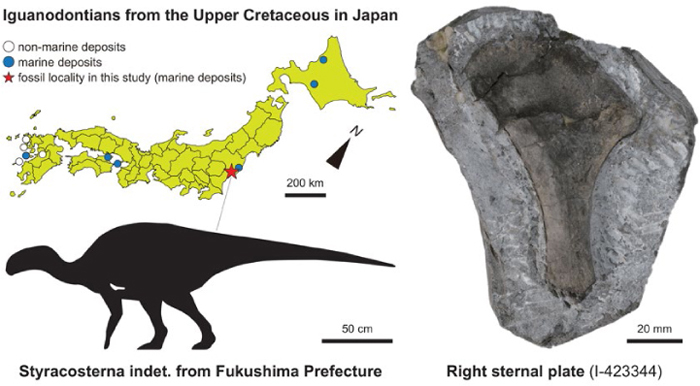 Paleont_Res's tweet photo. PR PUB. INF.
An iguanodontian sternal plate from the Upper Cretaceous Ashizawa Formation (Futaba Group) of Fukushima Prefecture, Japan
Masami Kondo, Kohei Tanaka, Fumiaki Utagawa, Junki Yoshida, Darla K. Zelenitsky
https://t.co/POfFryiVfK https://t.co/47GyIIEd38