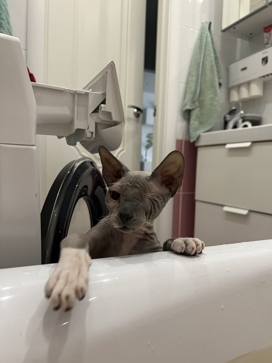 tuckyoy's tweet photo. За пределами этих припадков после которых он сам нереально в ахуе это буквально самый ласковый и клевый кот на планете которому просто не повезло пережить дохуищу операций. У меня пиздец как сердце разрывается за мою лапу https://t.co/vGwsumyVxv