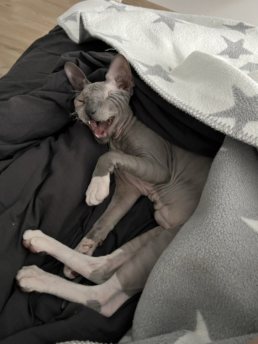 tuckyoy's tweet photo. За пределами этих припадков после которых он сам нереально в ахуе это буквально самый ласковый и клевый кот на планете которому просто не повезло пережить дохуищу операций. У меня пиздец как сердце разрывается за мою лапу https://t.co/vGwsumyVxv