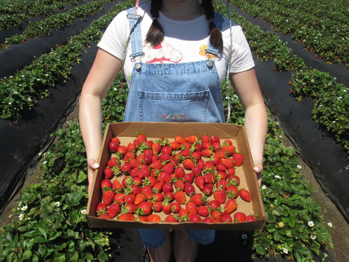 AlysaLiu885's tweet photo. Alysa Liu updated her Instagram less than an hour ago with the caption 🍓
#AlysaLiu #FigureSkating #InstagramUpdate #Strawberry #SkaterLife https://t.co/ZNHgXnSU0l