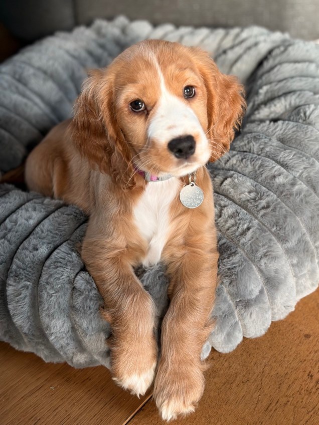 Hearing Dogs for Deaf People tweet media