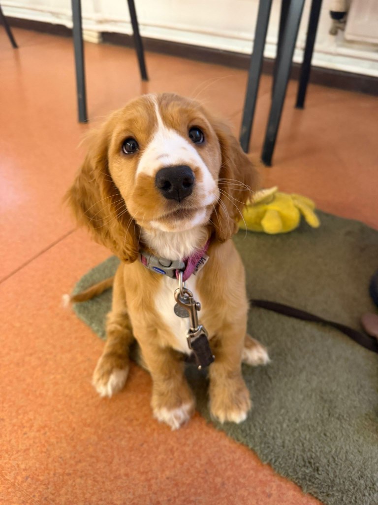 Hearing Dogs for Deaf People tweet media