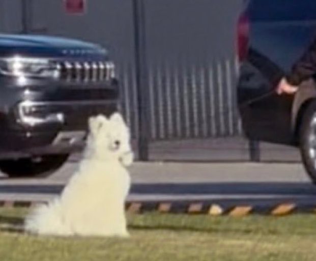 down_bad4tay's tweet photo. This diva KNOWS it’s a Kelce-Swift look at that defiance. Out stretched lead and not moving. This icon https://t.co/uM5iMgFwhQ