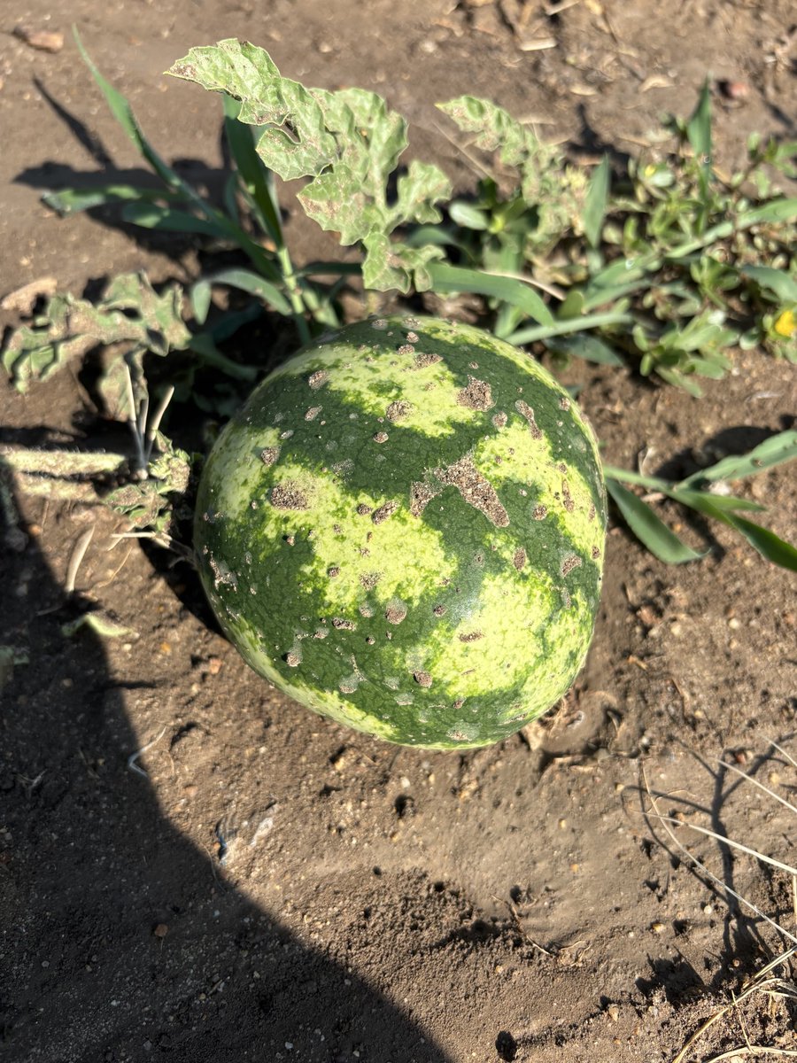 Sarmanu75's tweet photo. Çen büyüyünce karpuz mu olacaksın minnak 🍉 https://t.co/QF85eTYmzy