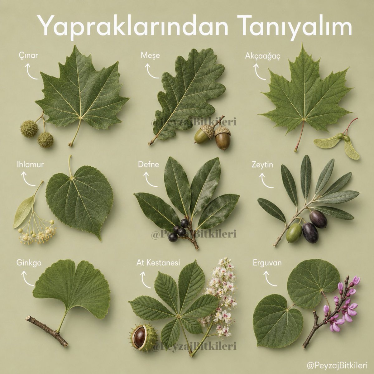 PeyzajBitkileri's tweet photo. Bitkileri yapraklarından tanıyalım🍃🌿 https://t.co/ADR5Fl592t