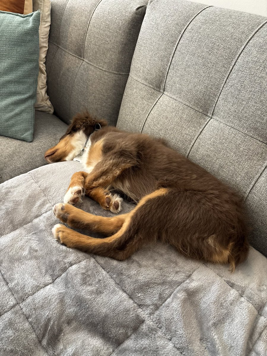 DanieltheWitz's tweet photo. New paralegal keeps sleeping on the job smh https://t.co/sUNHhYzj2P