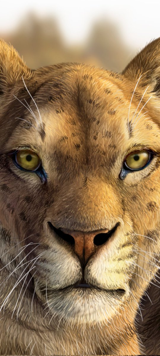 Gamarraptor's tweet photo. Detalles ✏️🐯
#adelphailurus #sabretooth #bigcat #paleoart https://t.co/I760cw7bti