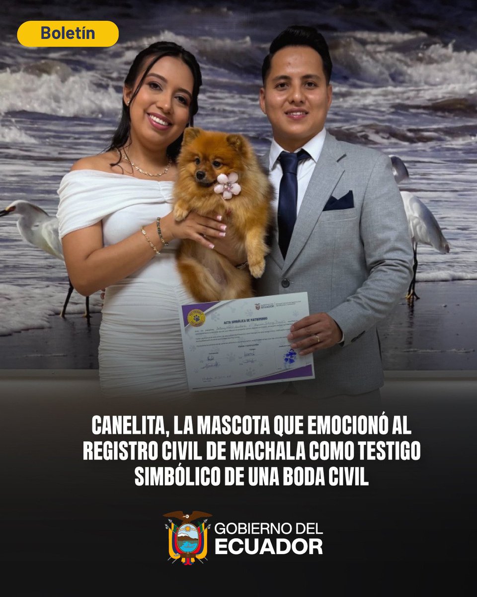 RegistroCivilec's tweet photo. 🐾💍De enero a junio del 2026, en #ElOro, hemos sido parte de 1.068 historias de unión, celebrando el compromiso de muchas parejas y sus fieles compañeros de 4 patitas🐶.

Te contamos sobre Canelita, quien fue testigo simbólico https://t.co/aQ8KWp7dlJ. https://t.co/TQPympEL1W