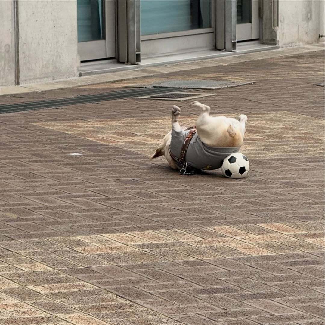 BobSteiner1's tweet photo. Sometimes life just looks like this… a little chaotic, a little funny, but still kind of beautiful 📷📷📷 just a reminder to not take things too seriously and enjoy the small moments as they are https://t.co/Nx3V07YWy2