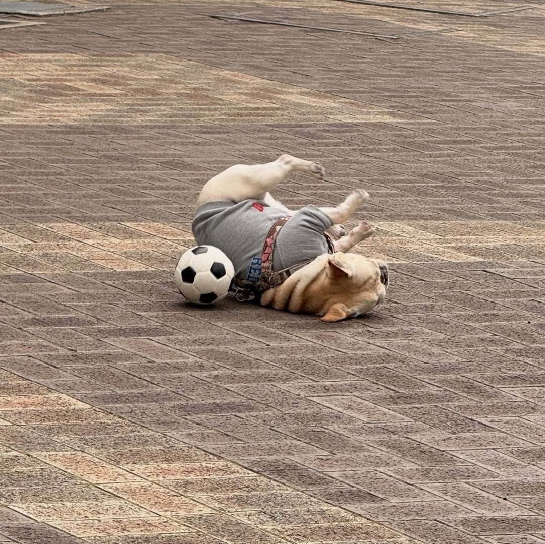 BobSteiner1's tweet photo. Sometimes life just looks like this… a little chaotic, a little funny, but still kind of beautiful 📷📷📷 just a reminder to not take things too seriously and enjoy the small moments as they are https://t.co/Nx3V07YWy2
