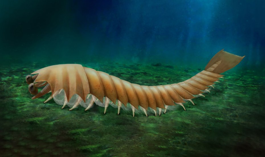 PaleontologieFr's tweet photo. Un arthropode de 518 Ma, #Urokodia 🇨🇳, éclaire l'origine des chélicères, les "crochets" des araignées et scorpions.🕷️🦂
Ce #fossile du #Cambrien révèle une étape clé dans l'évolution du groupe !
#Arthropoda #Chelicerata
📰 https://t.co/8pHIRox1VI
🔎 https://t.co/9cA1tkrjQx https://t.co/Dp1M8bhrvC