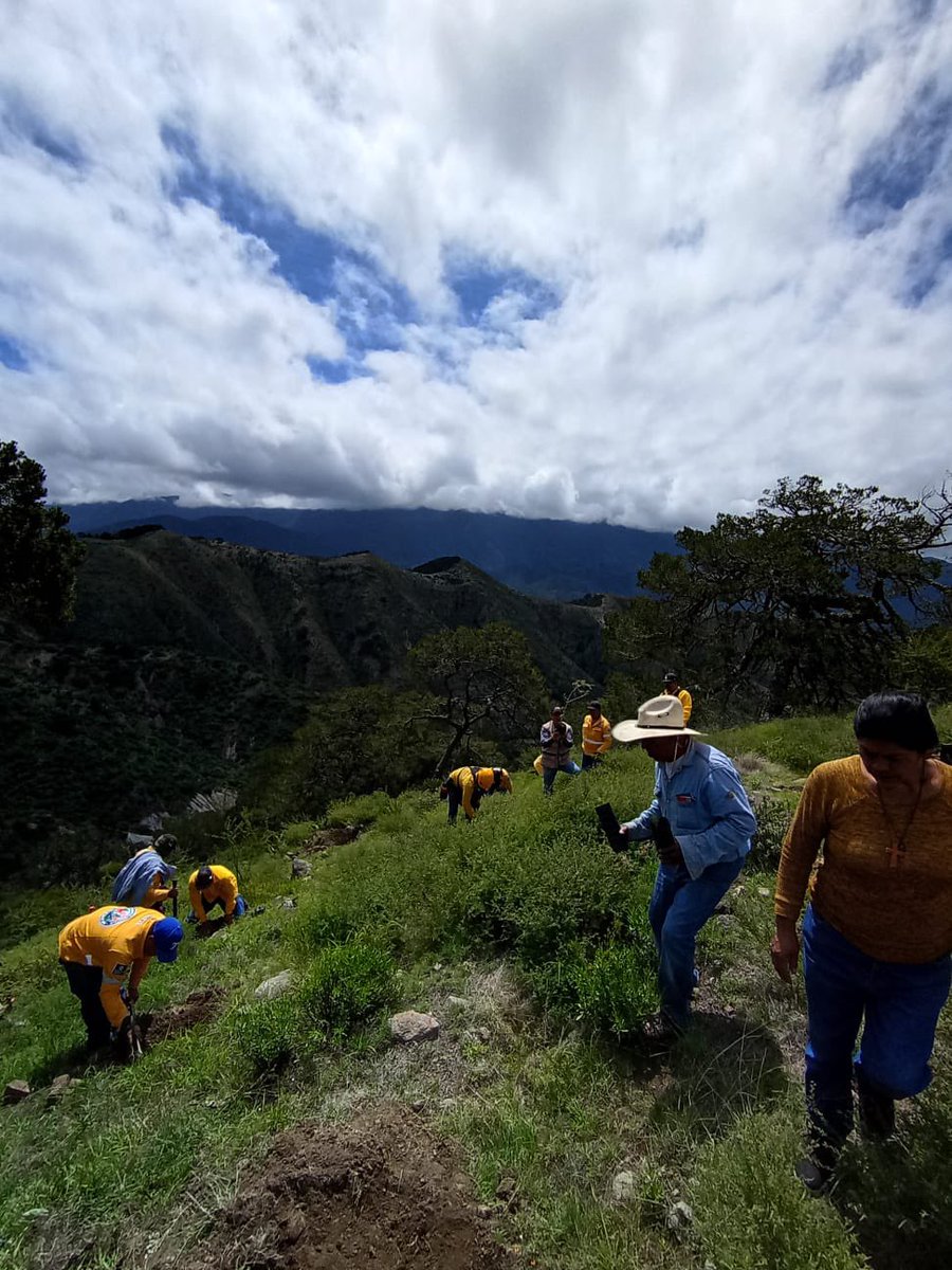 SedeaQro's tweet photo. En el Mes del Bosque, nos unimos al ejido Agua Fría en Peñamiller para una gran jornada de reforestación. Con la donación y plantación de 1,000 ejemplares de pinos piñoneros. Juntos fortalecemos nuestros pulmones naturales y el futuro de nuestro estado. 🌱 #AquíContigo https://t.co/YaCkgKi8KA