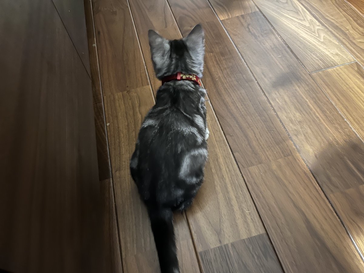tomashi0510's tweet photo. ねこいる https://t.co/U5ujFnnXia