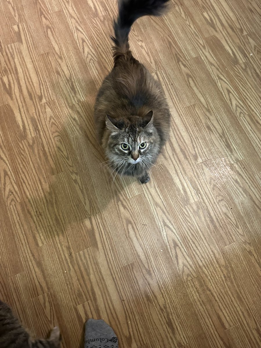 milkcritter's tweet photo. when i found noodles owners to see if they had been missing their cat i found outside they told me they put her out because she “wasn’t cute anymore” hello?? https://t.co/BEw3NnQtJJ