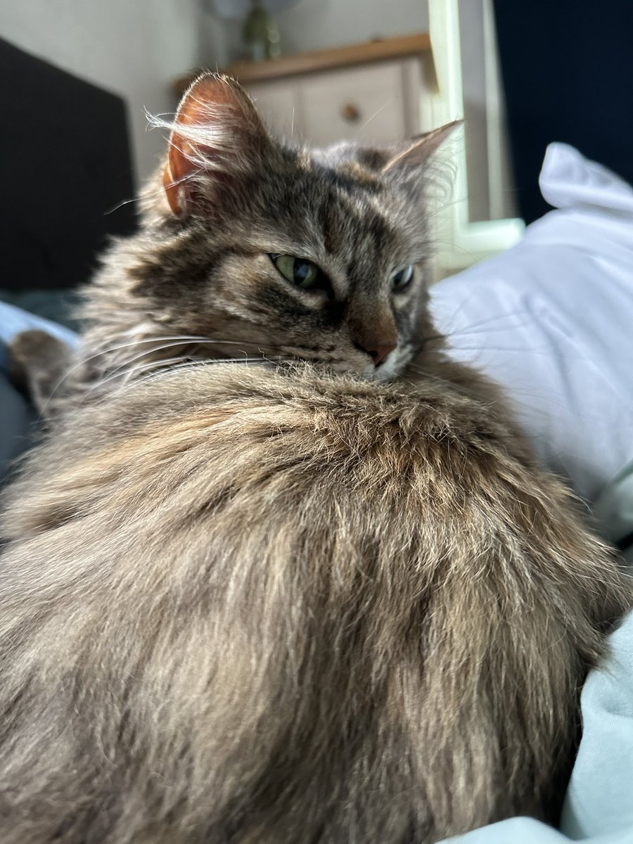 milkcritter's tweet photo. when i found noodles owners to see if they had been missing their cat i found outside they told me they put her out because she “wasn’t cute anymore” hello?? https://t.co/BEw3NnQtJJ