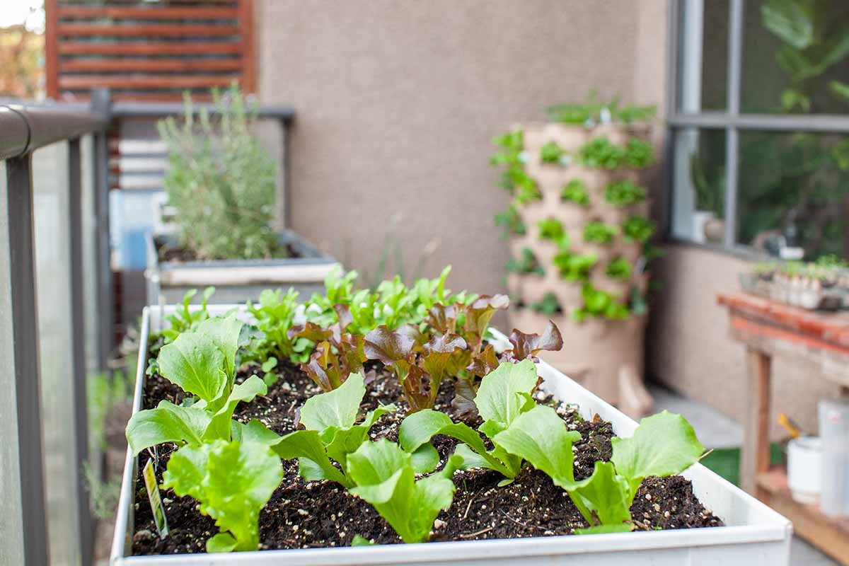 Gardeners_Path_'s tweet photo. 9 of the Best Types of Containers for Growing Lettuce - Lettuce is an easy, productive crop to grow at home in containers. We'll show you which ones are the best to choose for this crop, now on Gardener's Path. #containergarden #growyourown #vegetables https://t.co/xDl5JuE4wd https://t.co/bRZ5tN0cm4