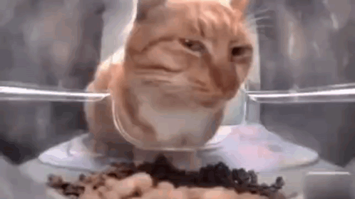 Farodbb's tweet photo. $suscat is cat that fucks, make sure you're on the right side of the fucking, things will get questionable https://t.co/aZzCINfiej