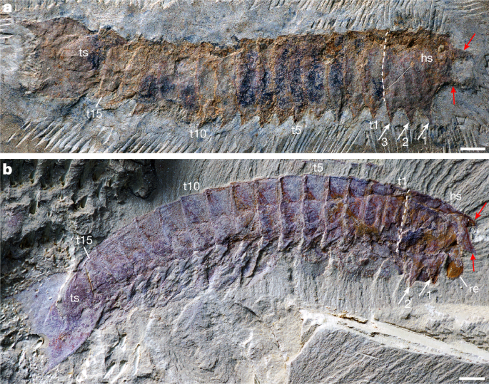 PaleontologieFr's tweet photo. Un arthropode de 518 Ma, #Urokodia 🇨🇳, éclaire l'origine des chélicères, les "crochets" des araignées et scorpions.🕷️🦂
Ce #fossile du #Cambrien révèle une étape clé dans l'évolution du groupe !
#Arthropoda #Chelicerata
📰 https://t.co/8pHIRox1VI
🔎 https://t.co/9cA1tkrjQx https://t.co/Dp1M8bhrvC