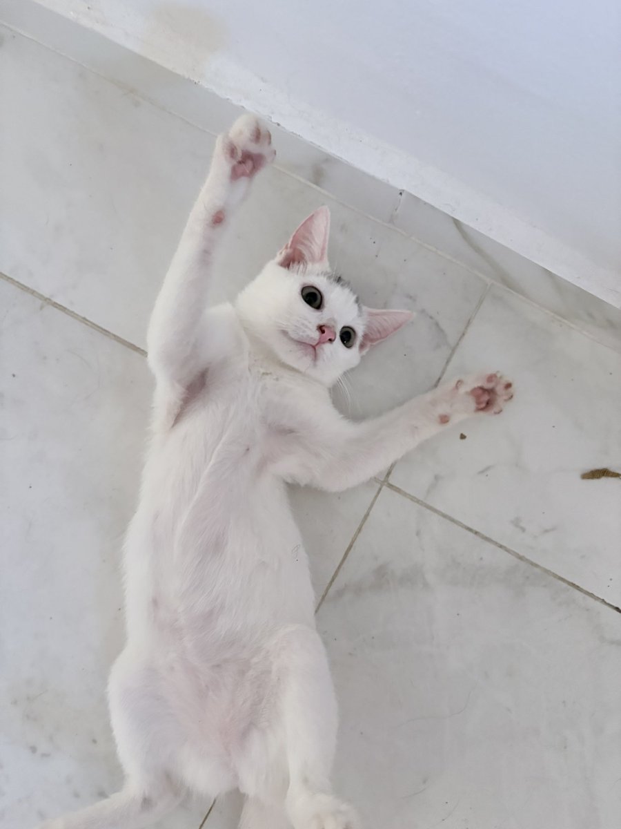 intobrock's tweet photo. Life is so crazy btw I am married and moved to Morocco and have yoinked two kittens off the street https://t.co/znnaU2NViz